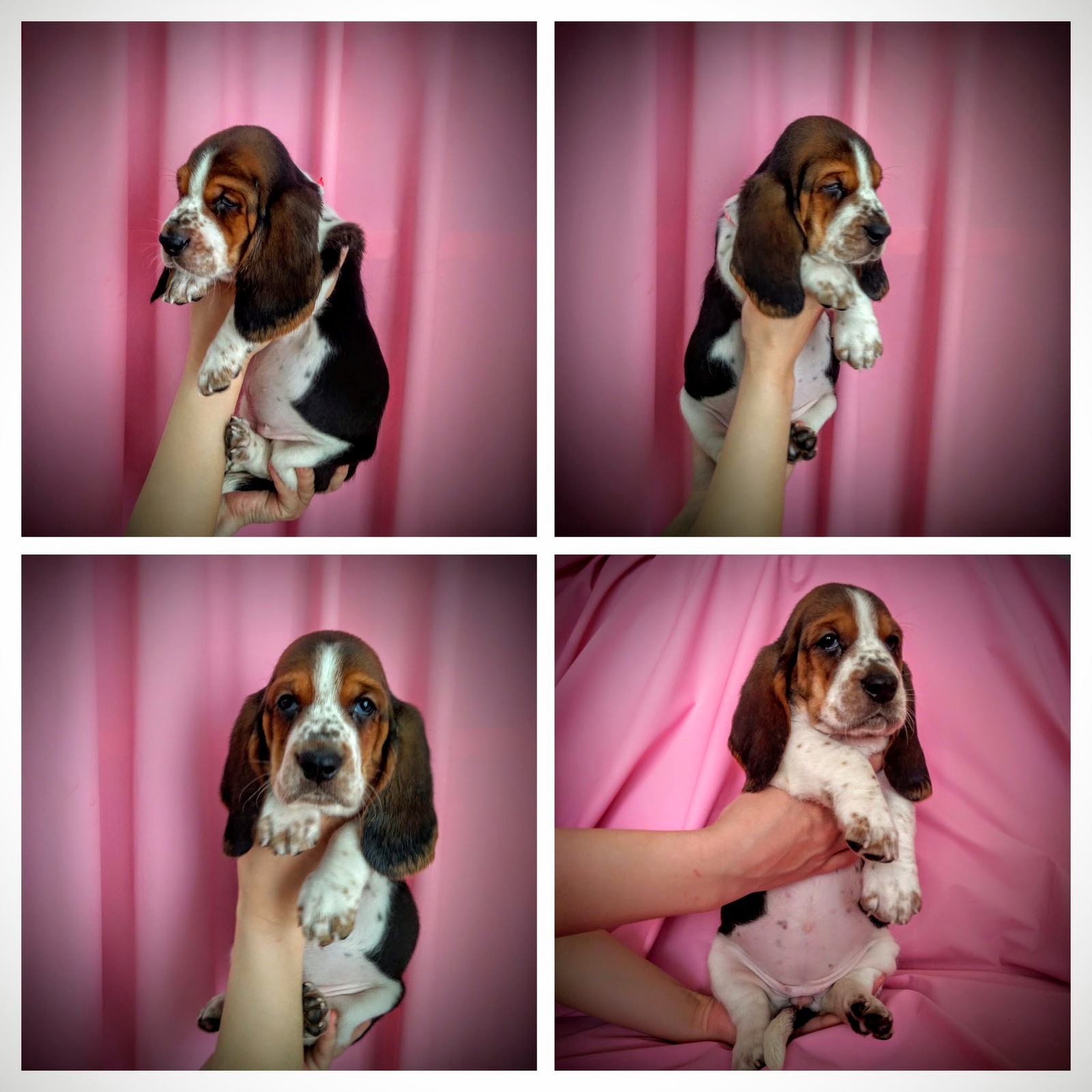 Basyatki - My, Basset Hound, , Puppies, Dog, Milota, Longpost