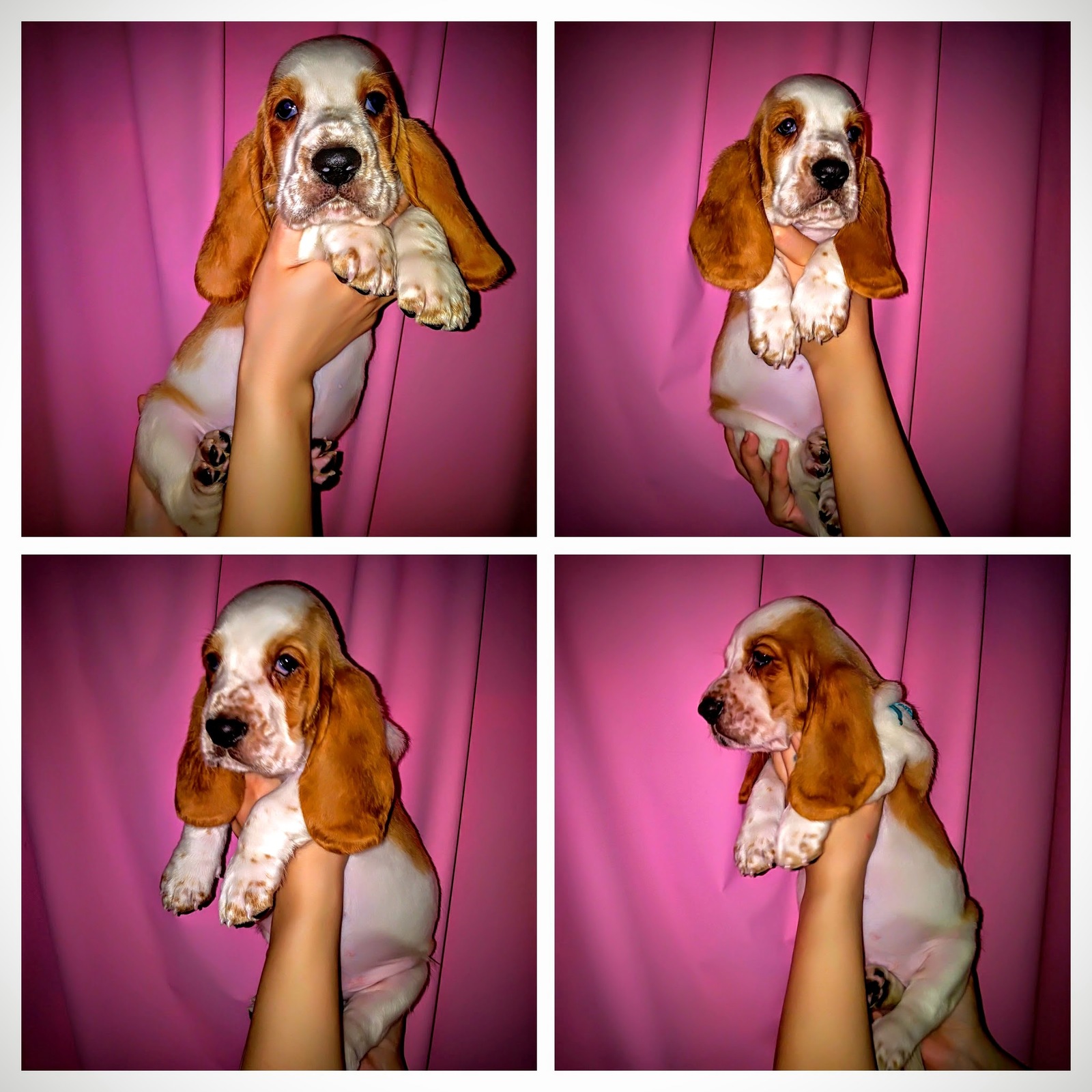 Basyatki - My, Basset Hound, , Puppies, Dog, Milota, Longpost