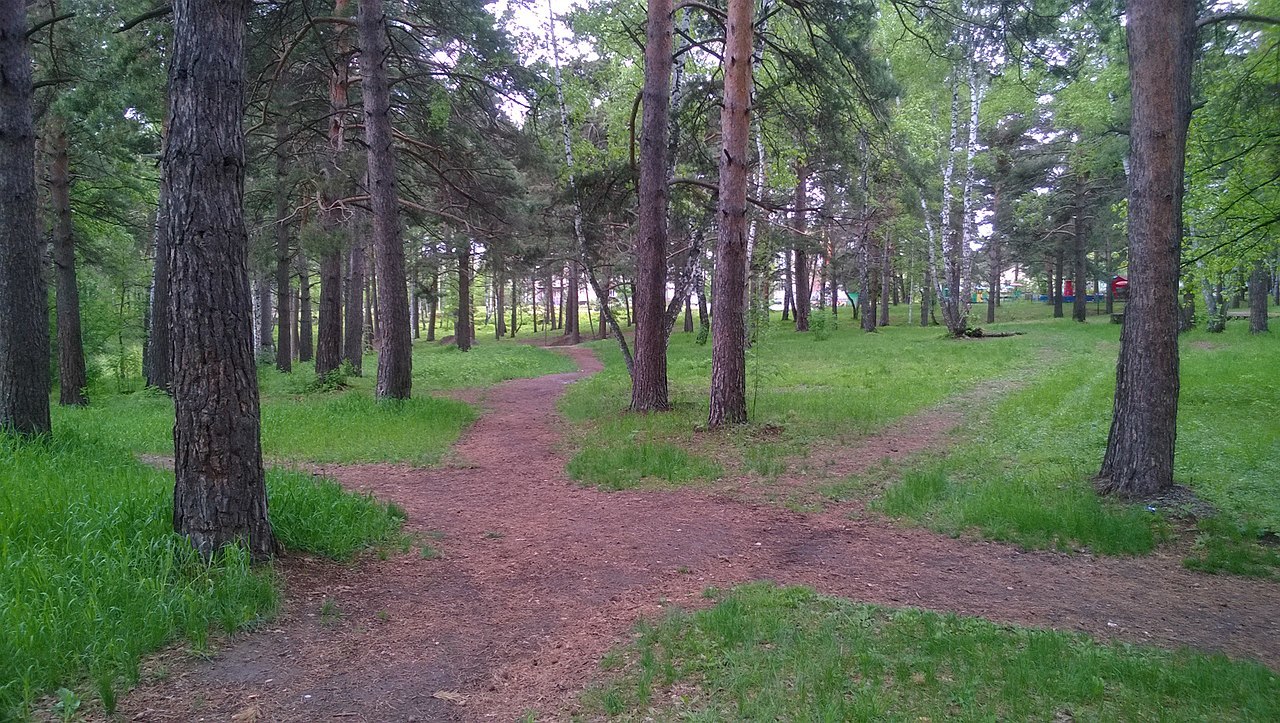 The beaver was entrusted with the improvement of the swamp in the Siberian park - Siberia, Novosibirsk, The park, Beavers, Dodik, Longpost