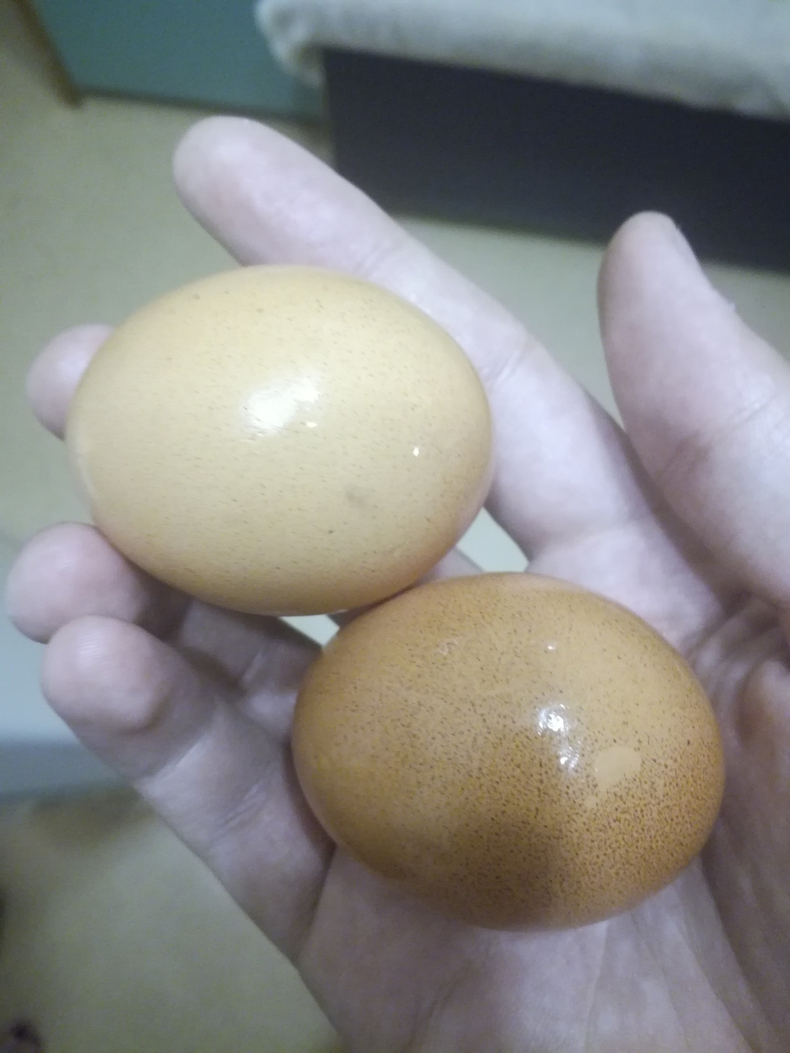 Eggs were dyed in the store, why??? (please stop downvoting, it hurts me to look at this) - My, Easter, Maria-Ra, Fake, Surprise, Pandora's Box, Longpost