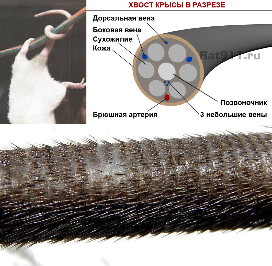 Мышь является тело покрыто поместить волоски размеры