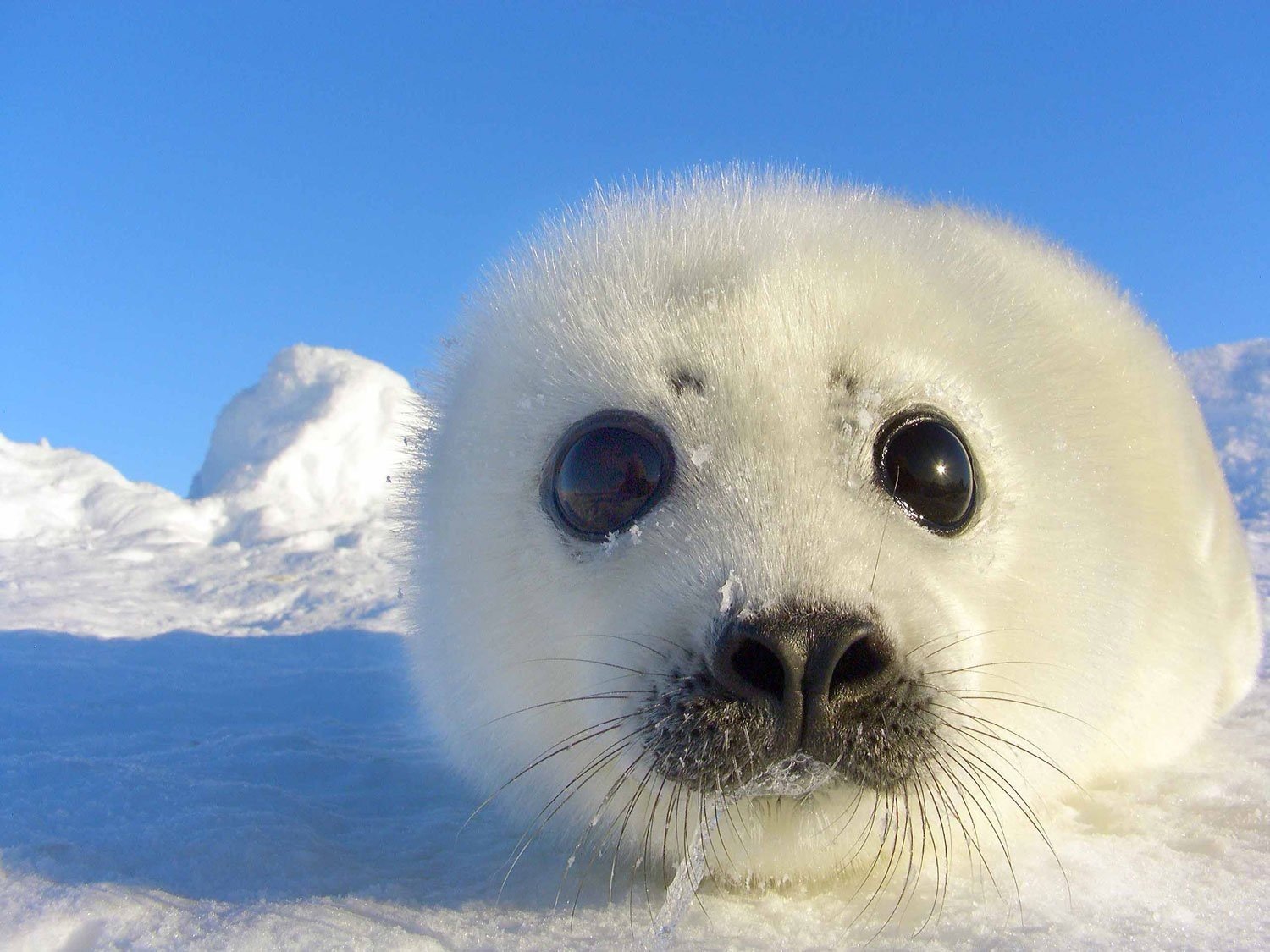 I'm scared! - My, Seal, Supernatural