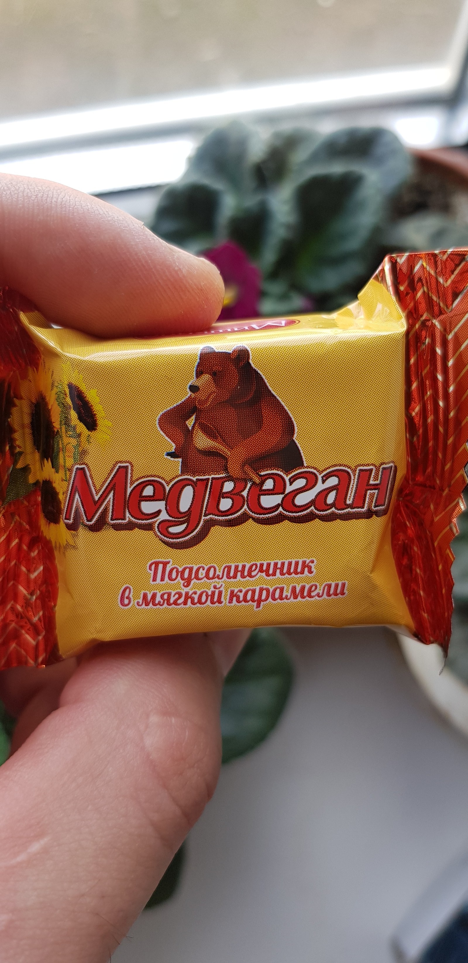 Неправильный медведь | Пикабу