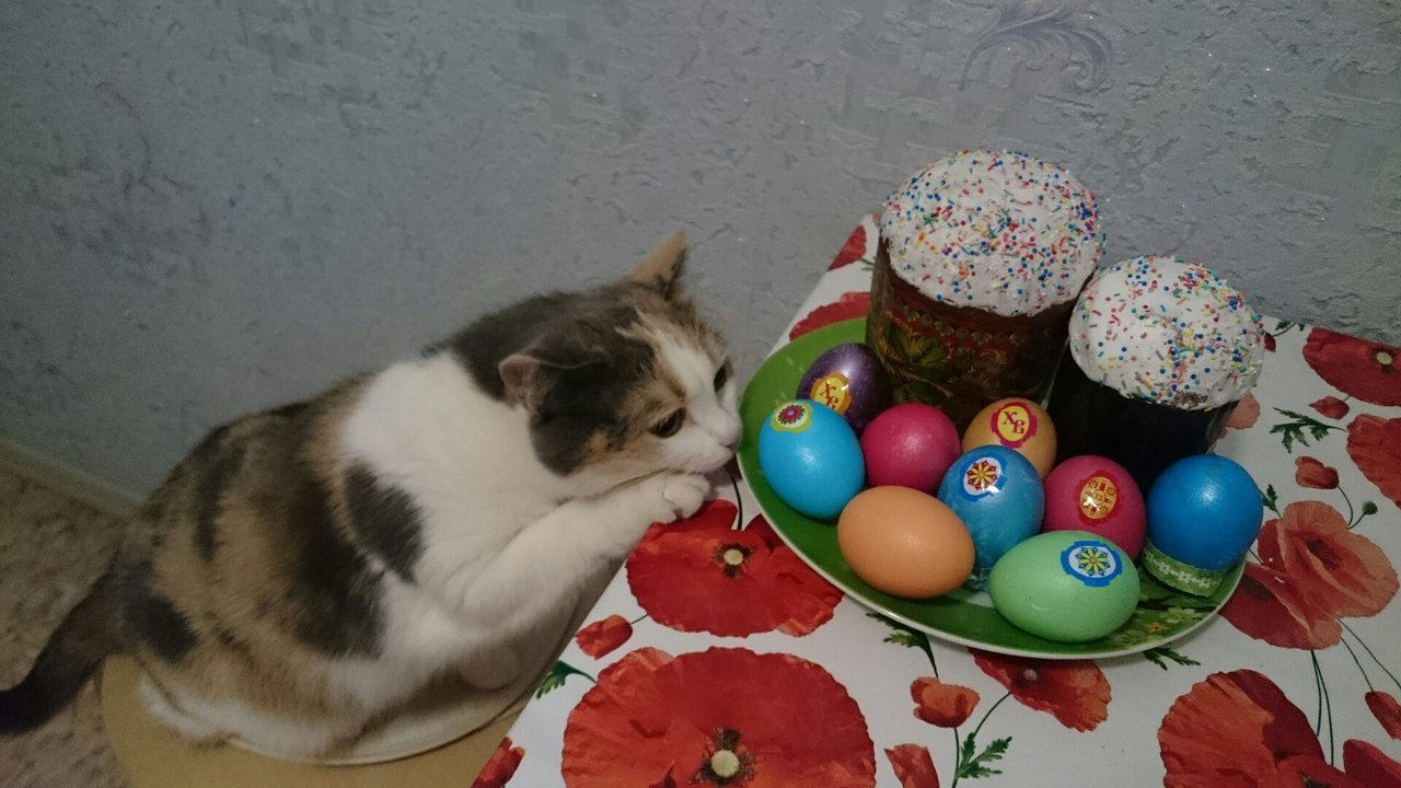 Practical chemistry - My, Eggs, Paints, Easter eggs, cat, , Rukozhop