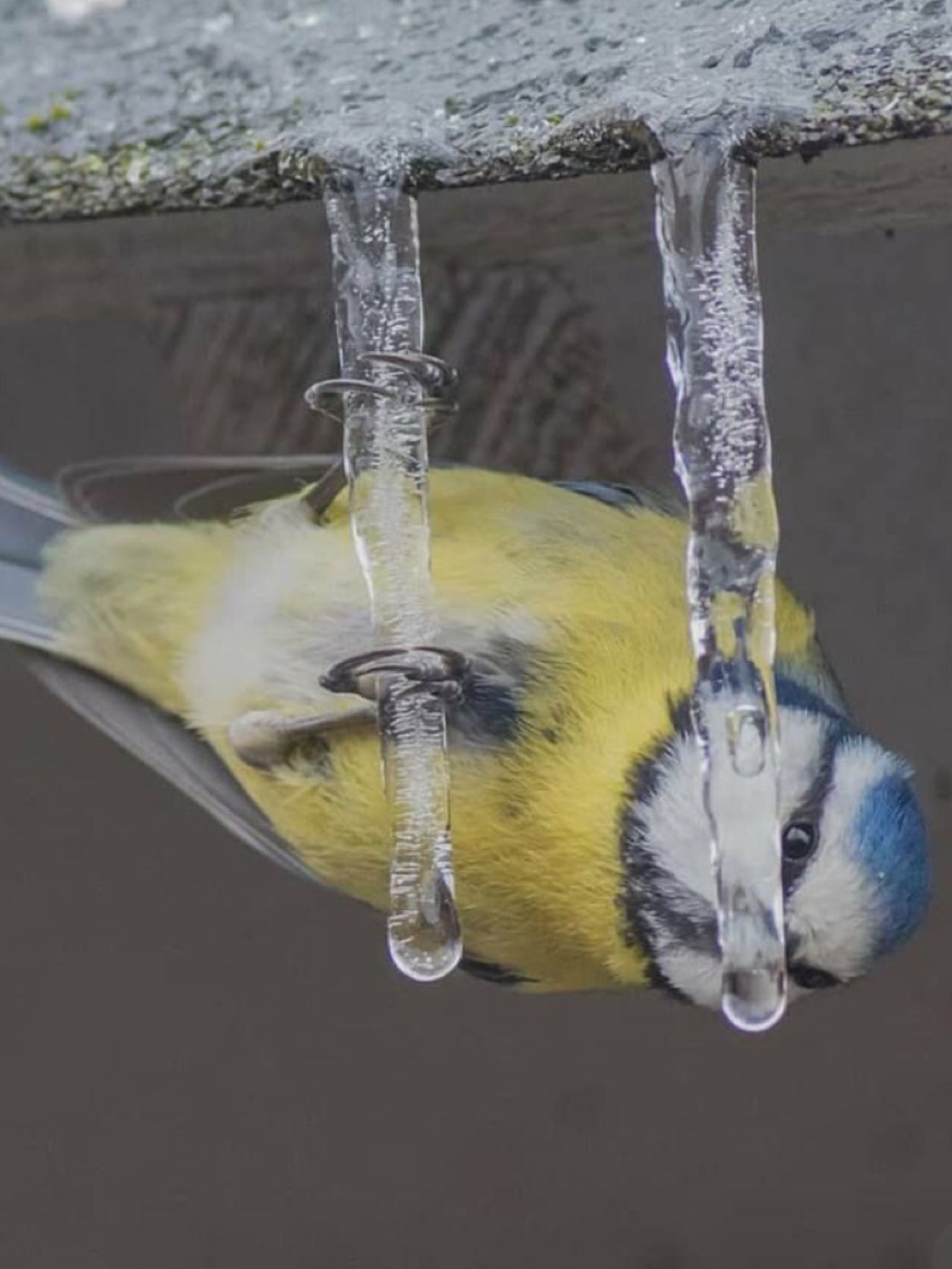 Spring. - Tit, Icicles, Eavesdrop, Birds, Spring, The photo