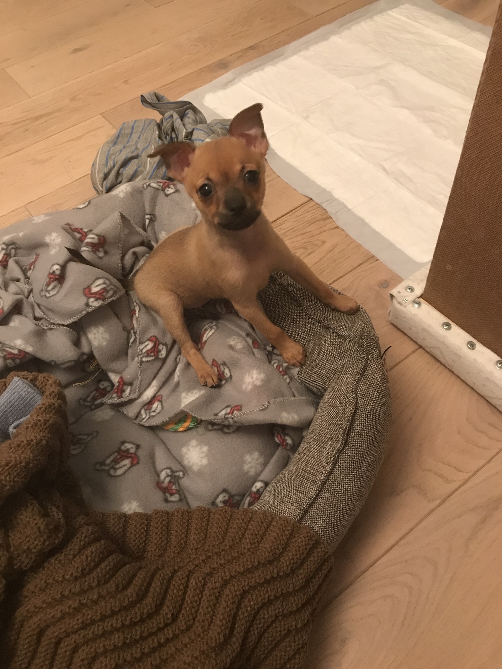 Ulyasha :) This is November 2017. Took a toy terrier puppy :) decided to share it :) now we are six months old - My, Toy Terrier, Puppies, Milota, Dog, Longpost