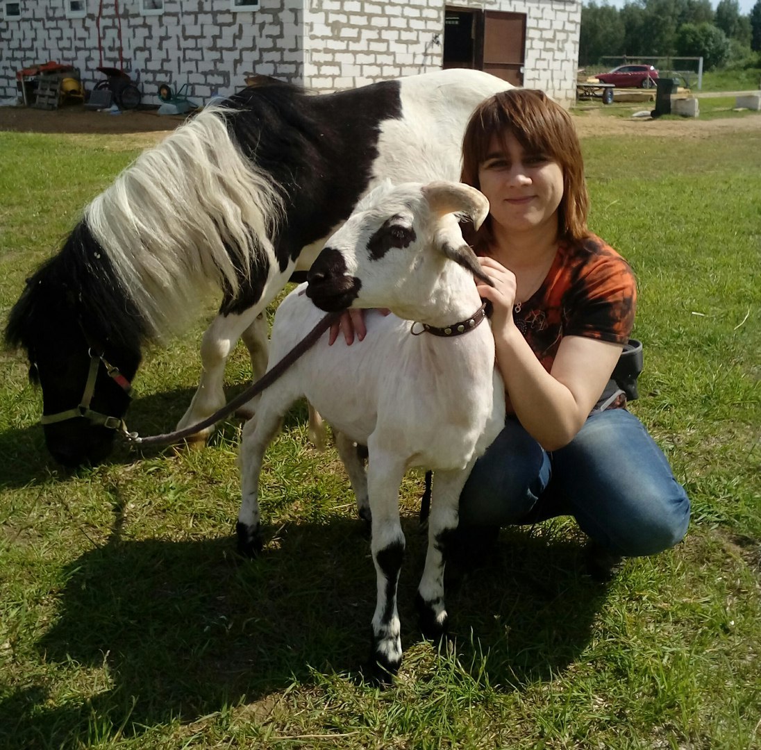 Стриженный баран - Моё, Бараны, Конный клуб, Westernhorseru, Санкт-Петербург, Райкузи, Иннолово, Видео, Длиннопост, Ленинградская область