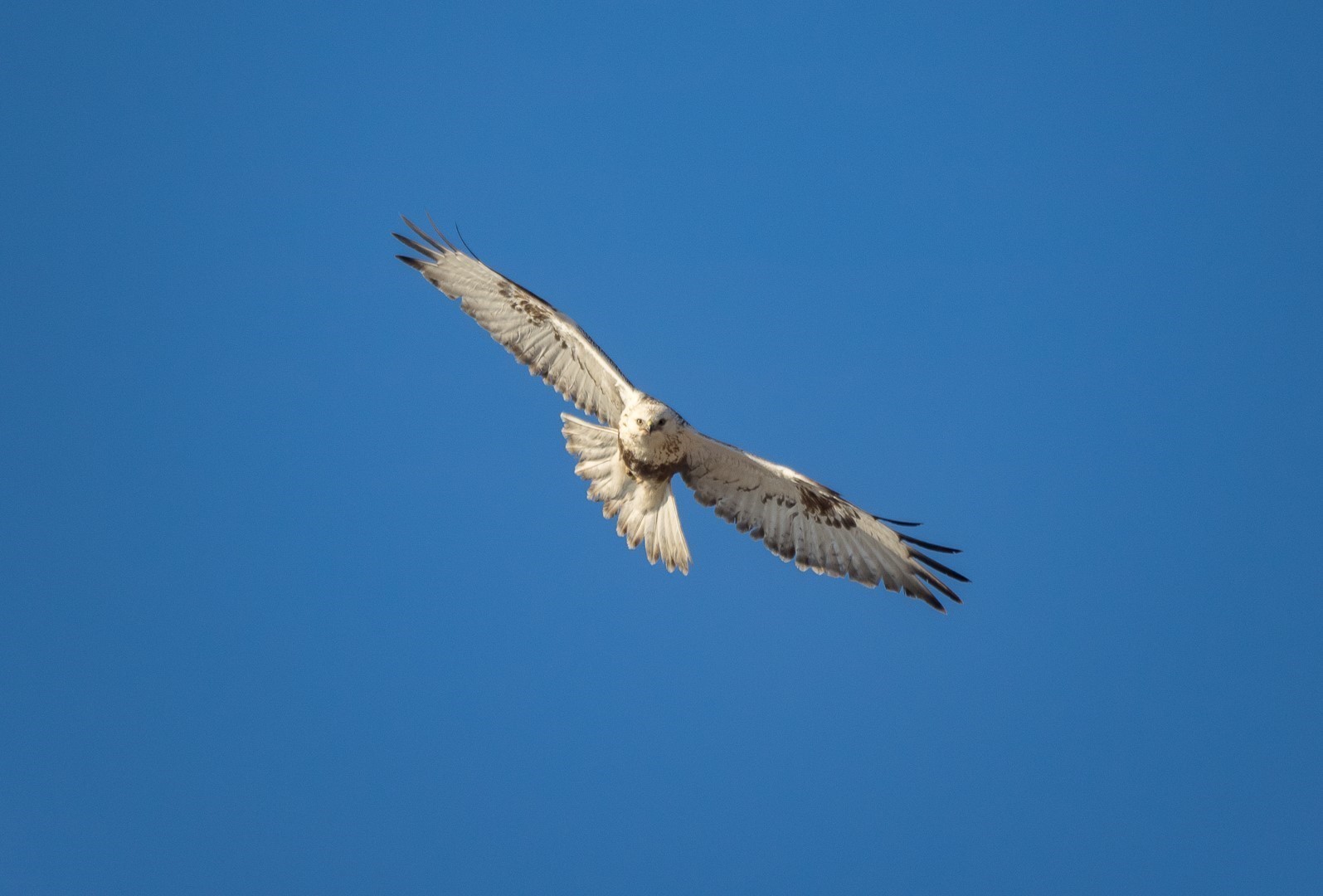 Birds in flight - The photo, Longpost, Swamp owl, blue magpie, Buzzard, , Birds, My