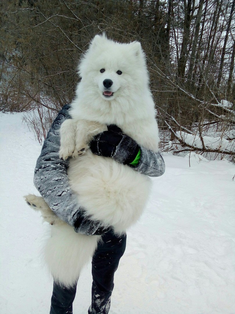 Actor - My, Mining, Dog, The photo, Pets