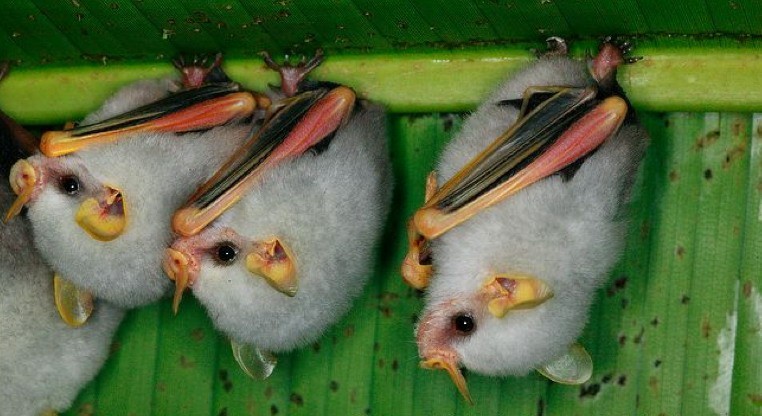 Fruit Vampire or White Leaf. - Nature, Bat, Longpost, Leaf-bearer