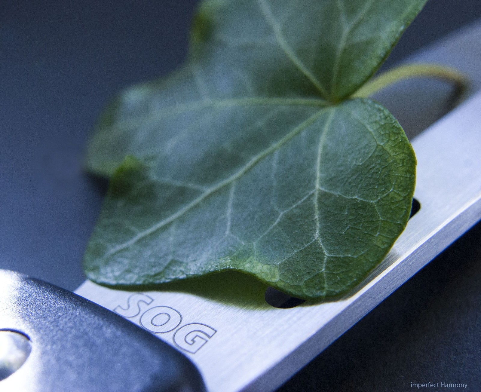 Minimalism - My, The photo, Flowers, Macro, Beginning photographer, Interesting, Knife, Longpost, Macro photography