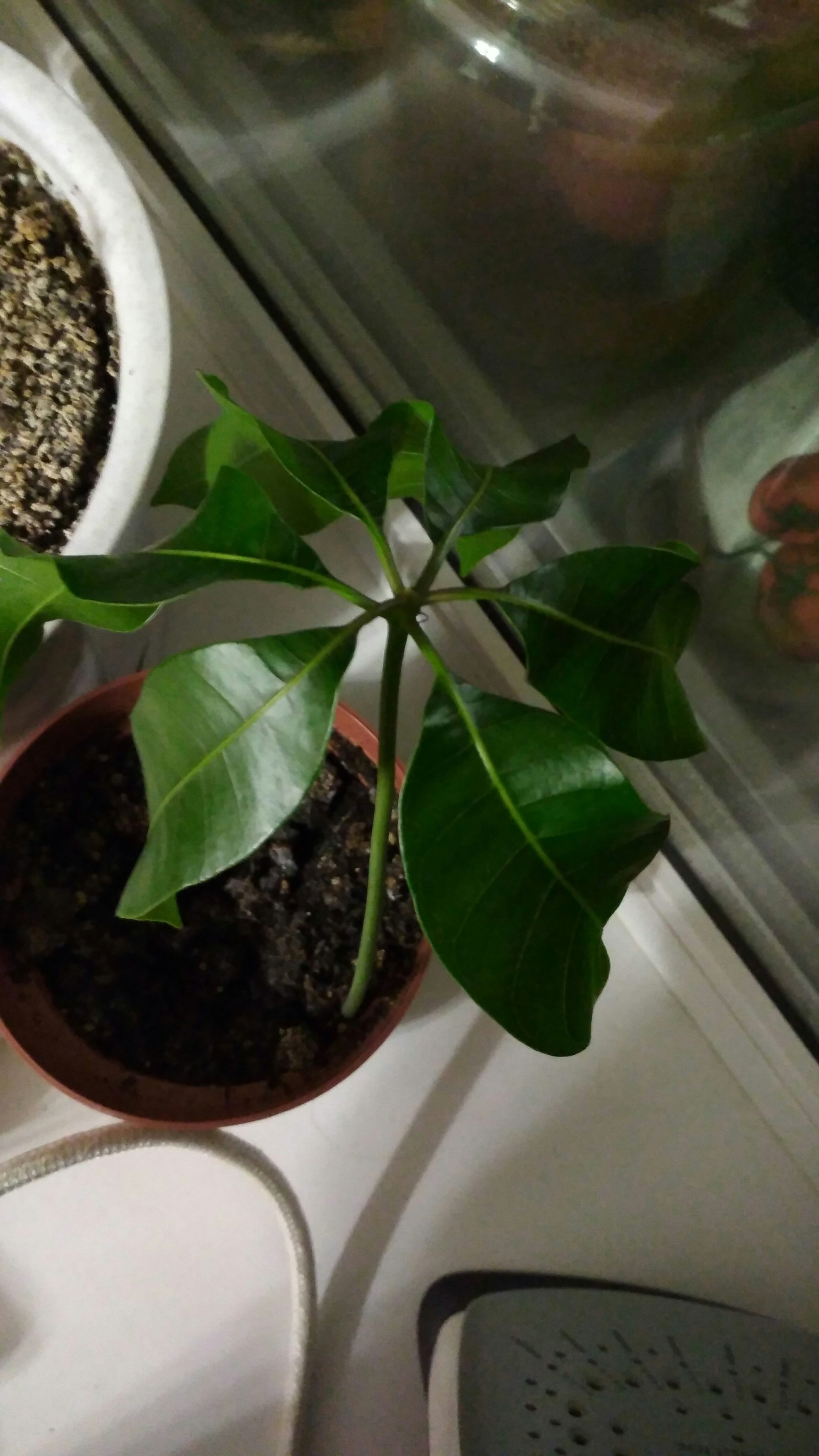 Please help me identify this plant. - My, Plants, Flowers, Фрукты, Help me find, My, Longpost