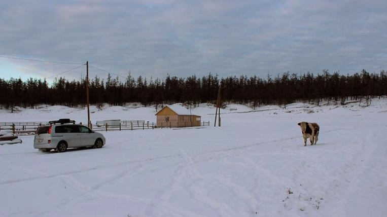 A unique goby died in Yakutia, which refused to spend the winter in a barn at -50 - Yakutia, Bull, Death, Mayagatta, Longpost