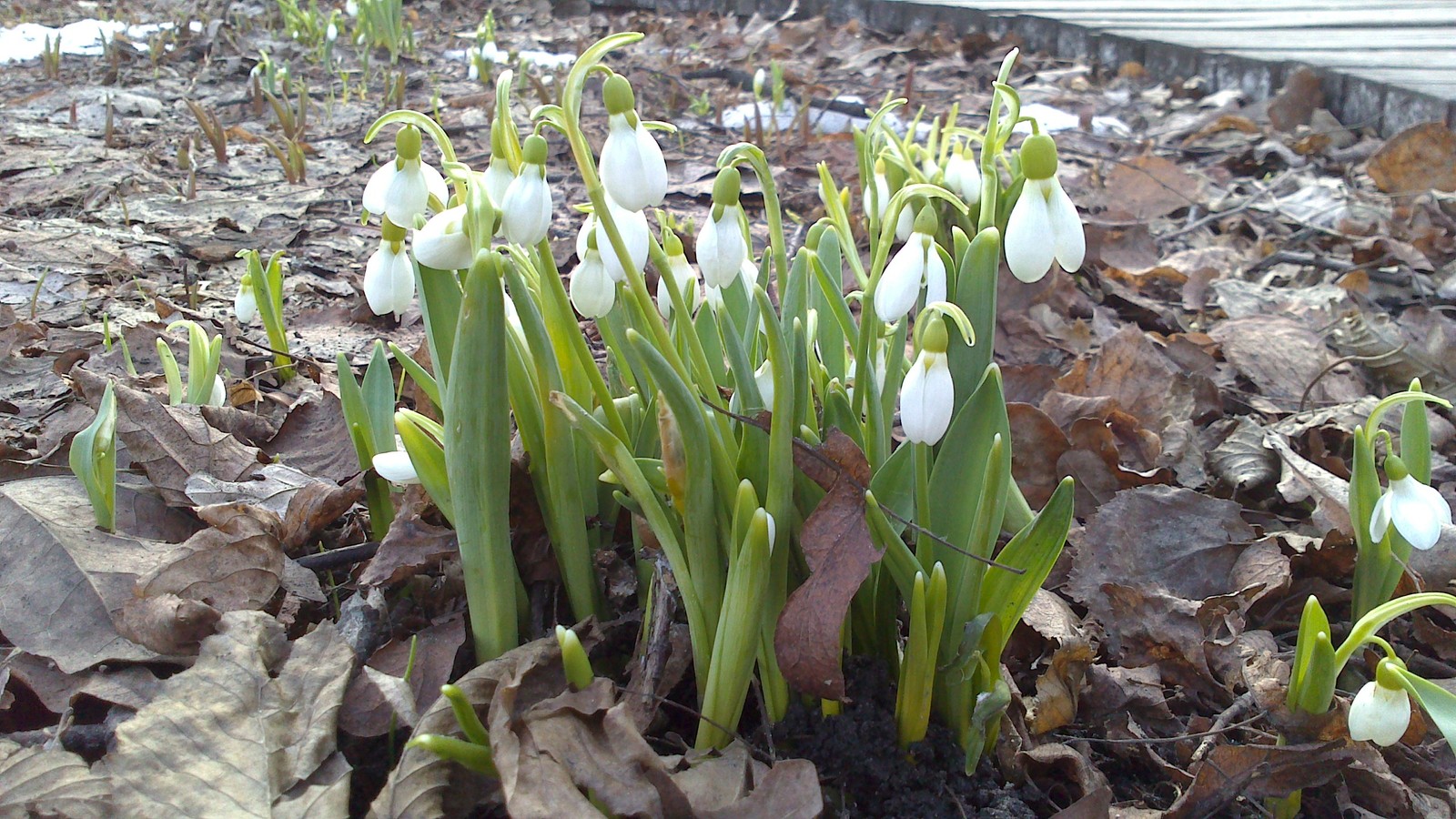 Snowdrops - My, Snowdrops, Flowers, MSU, Moscow, The photo, Bloom, Longpost, Snowdrops flowers