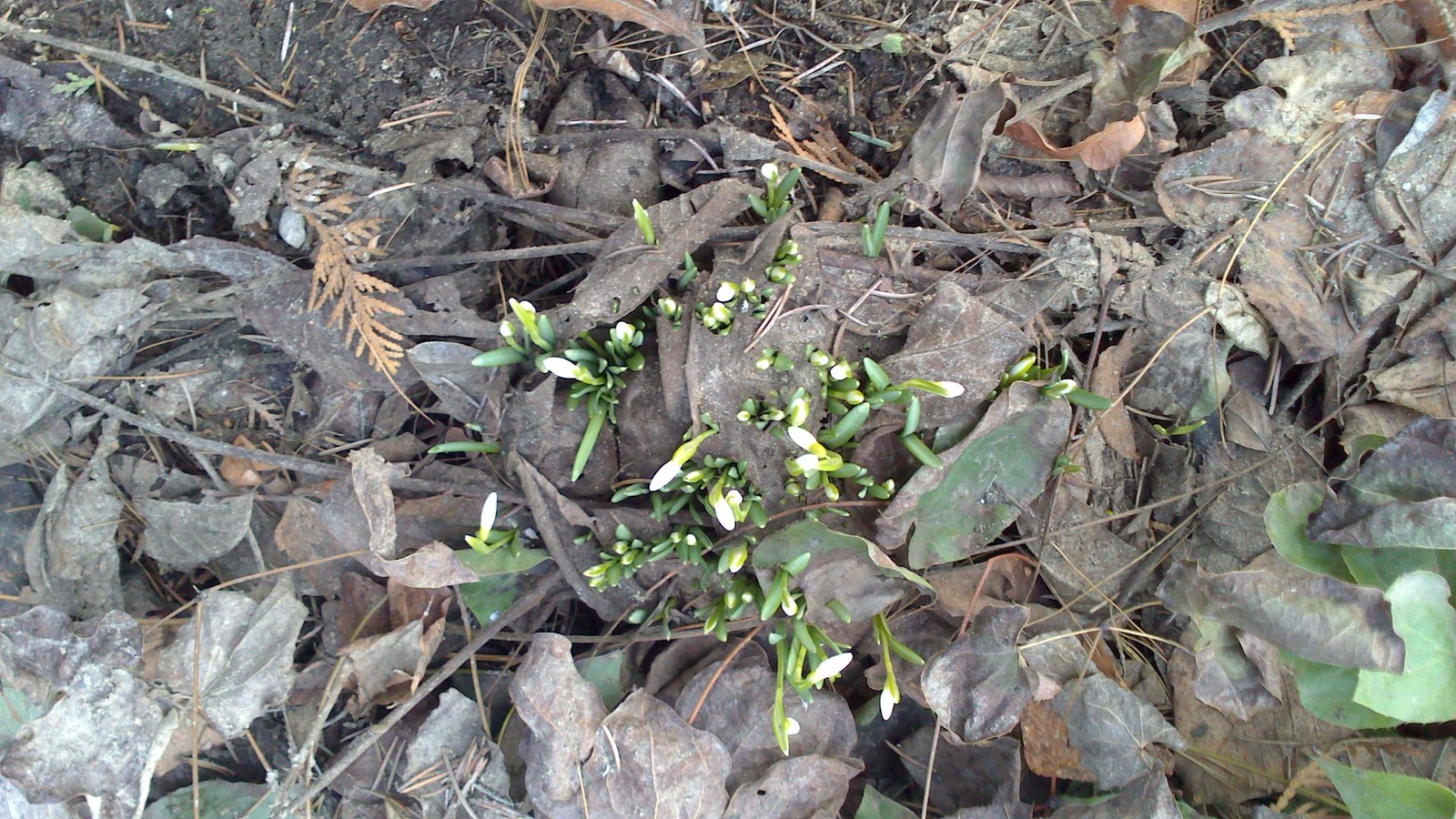 Snowdrops - My, Snowdrops, Flowers, MSU, Moscow, The photo, Bloom, Longpost, Snowdrops flowers