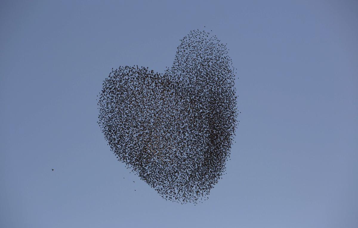 Flocks of starlings are able to make amazing figures - Animals, Birds, Starling, Shapes, A selection, The photo, Longpost, Murmuratsiya