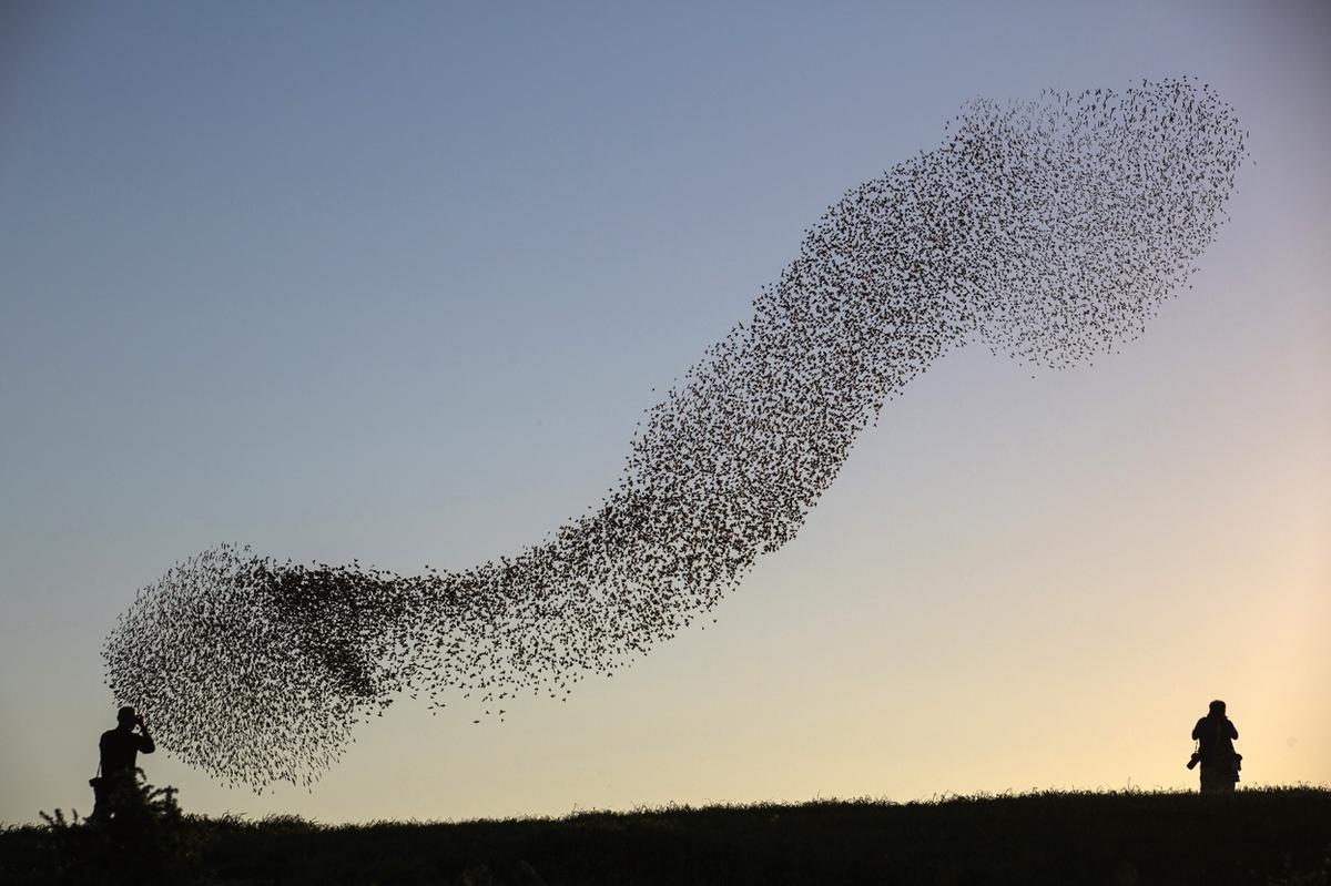 Flocks of starlings are able to make amazing figures - Animals, Birds, Starling, Shapes, A selection, The photo, Longpost, Murmuratsiya