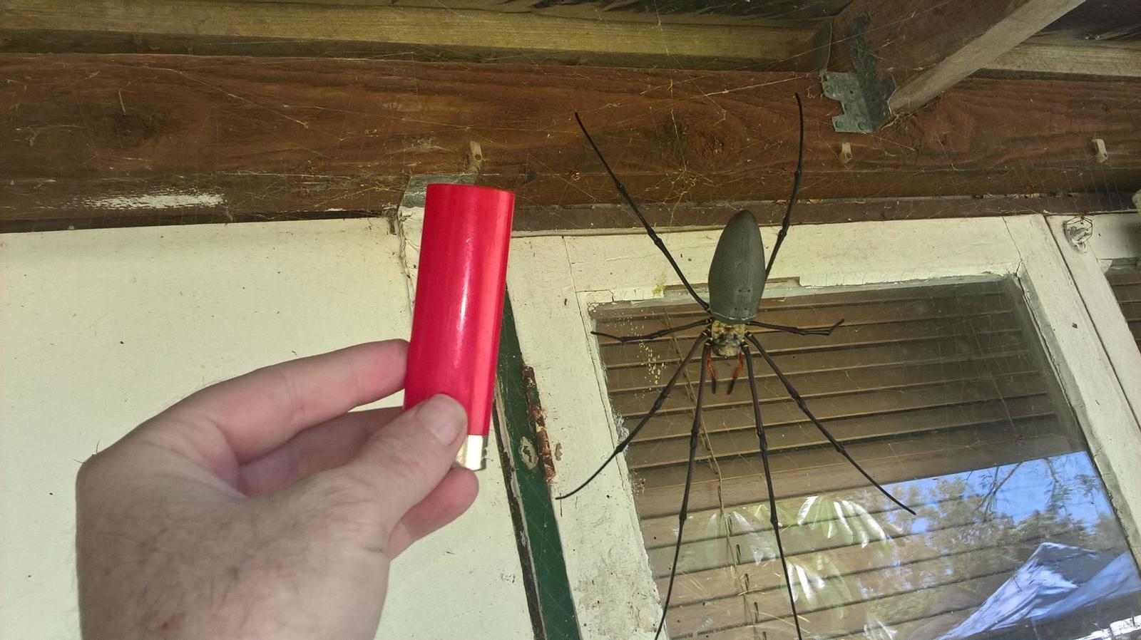 Nefil circle weaver (banana spider, gold weaver). - Spider, Australia, Video