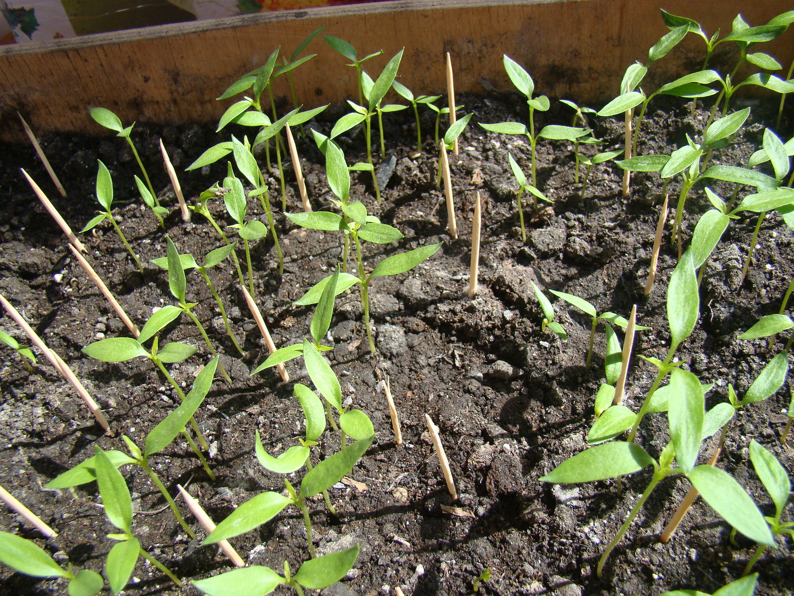 The cat will not pass! - My, The photo, Seedling, cat, Box, Who will win, Longpost