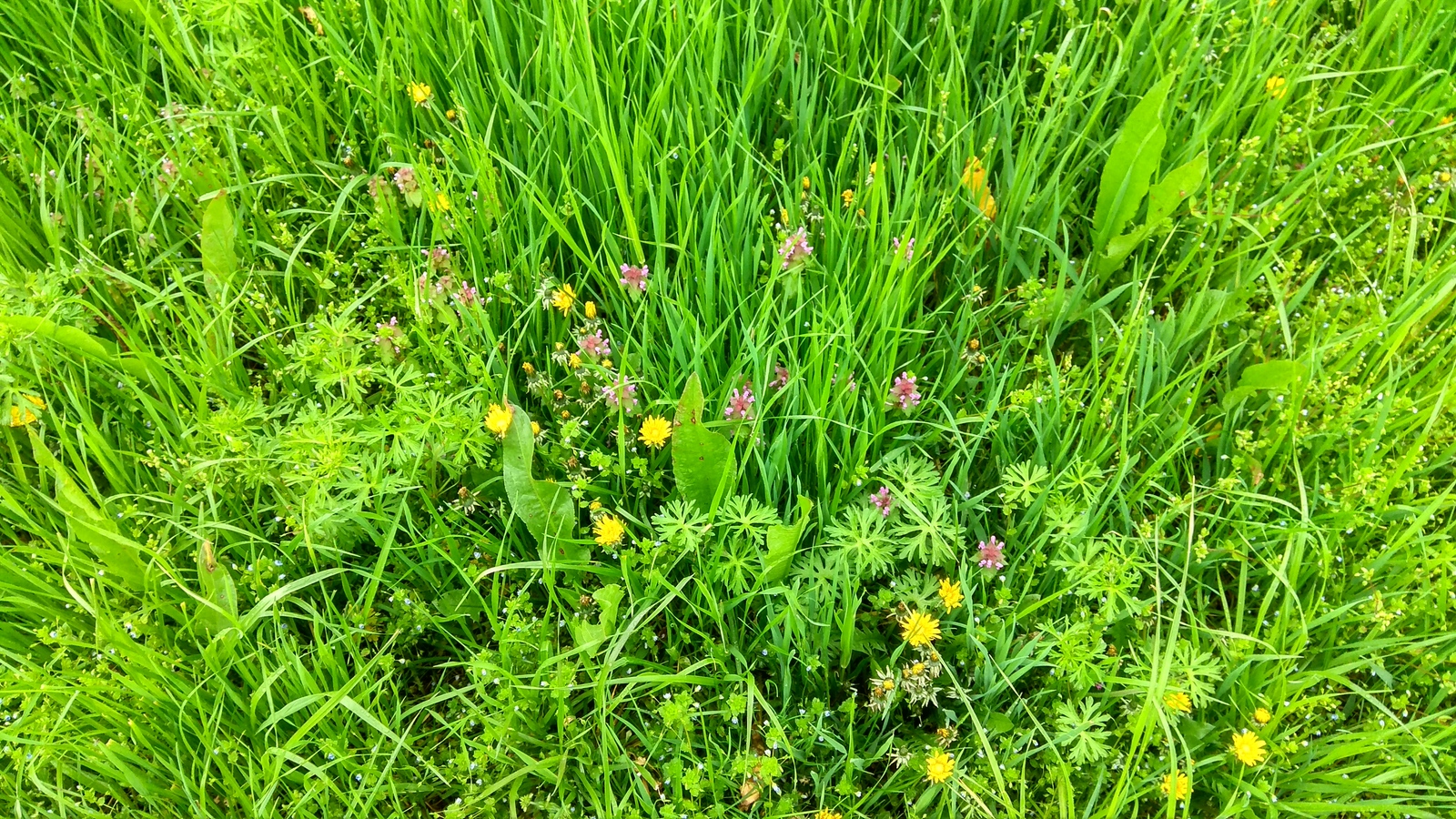 Field and wildflowers - Flowers, Field, Wildflowers, Longpost