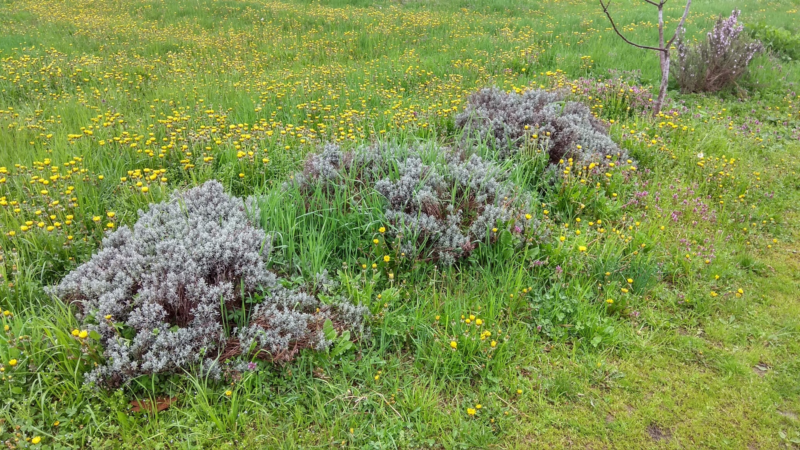 Field and wildflowers - Flowers, Field, Wildflowers, Longpost