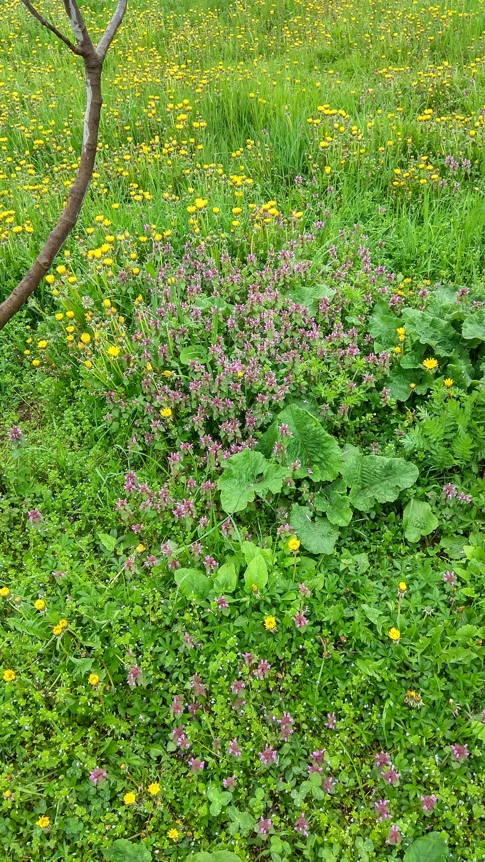 Field and wildflowers - Flowers, Field, Wildflowers, Longpost