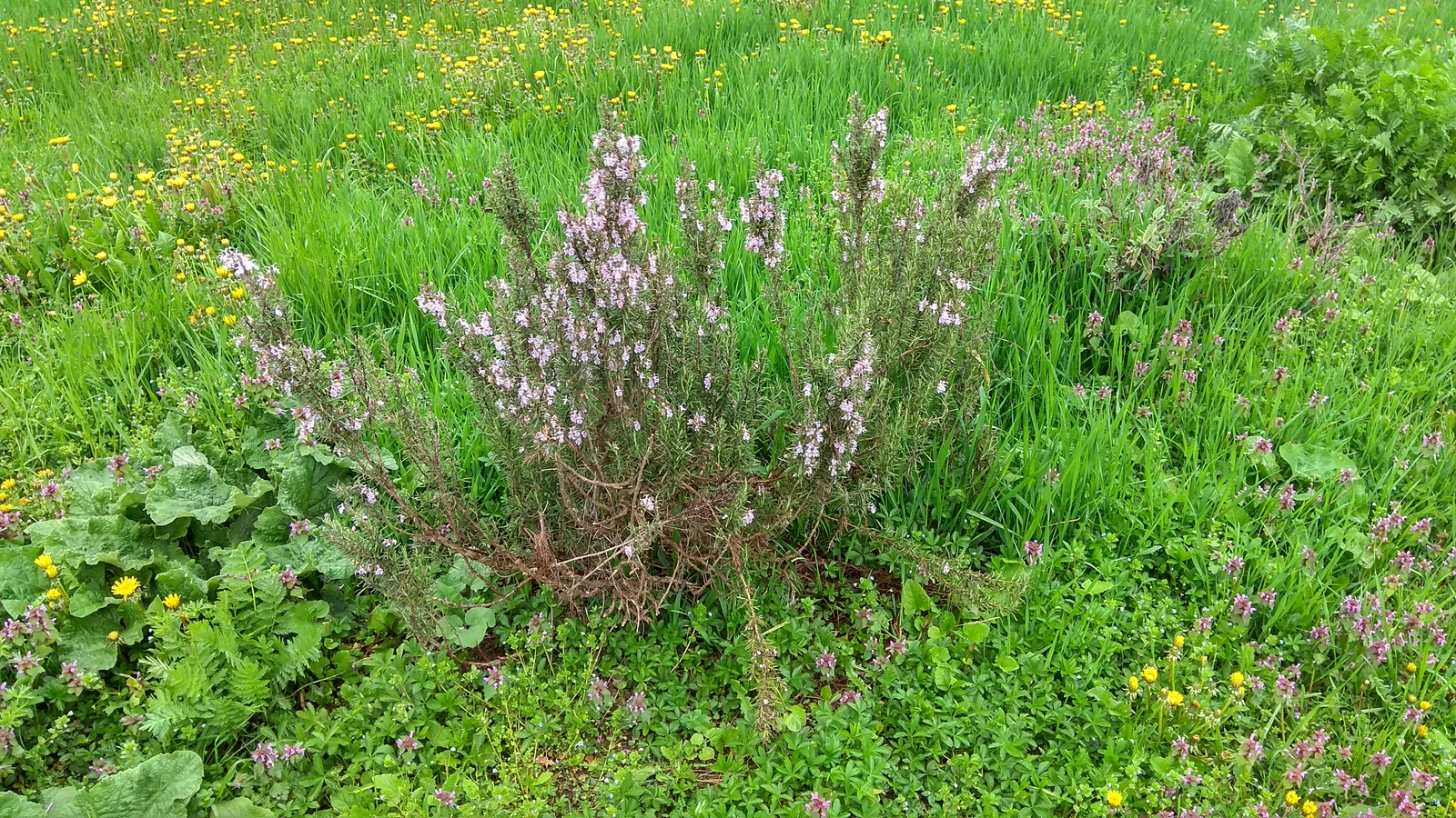 Field and wildflowers - Flowers, Field, Wildflowers, Longpost