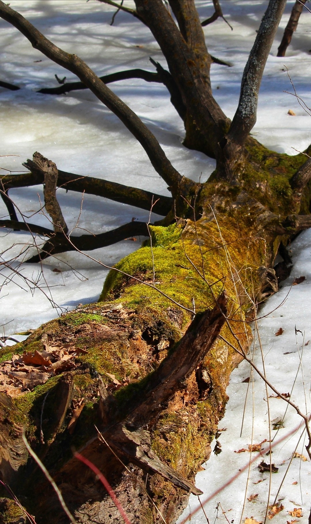 Spring is coming) - Nature, The photo, Spring, Dzerzhinsk, Huawei mate 9, Canon 1300d, Longpost