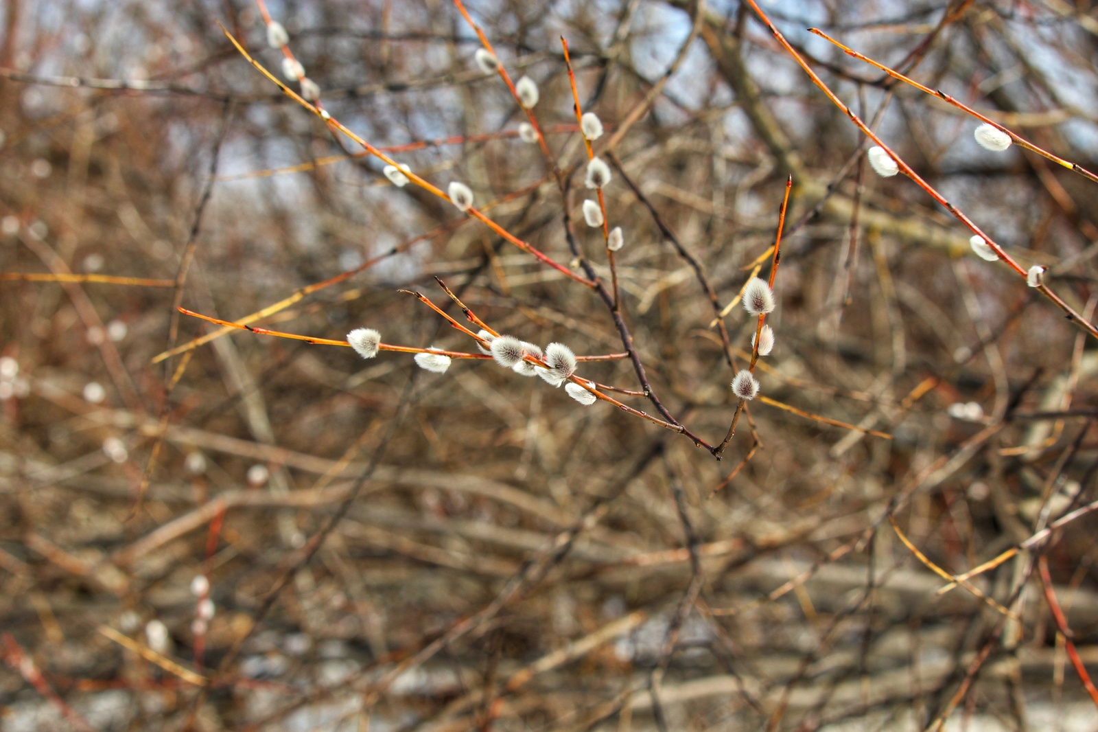 Spring is coming) - Nature, The photo, Spring, Dzerzhinsk, Huawei mate 9, Canon 1300d, Longpost