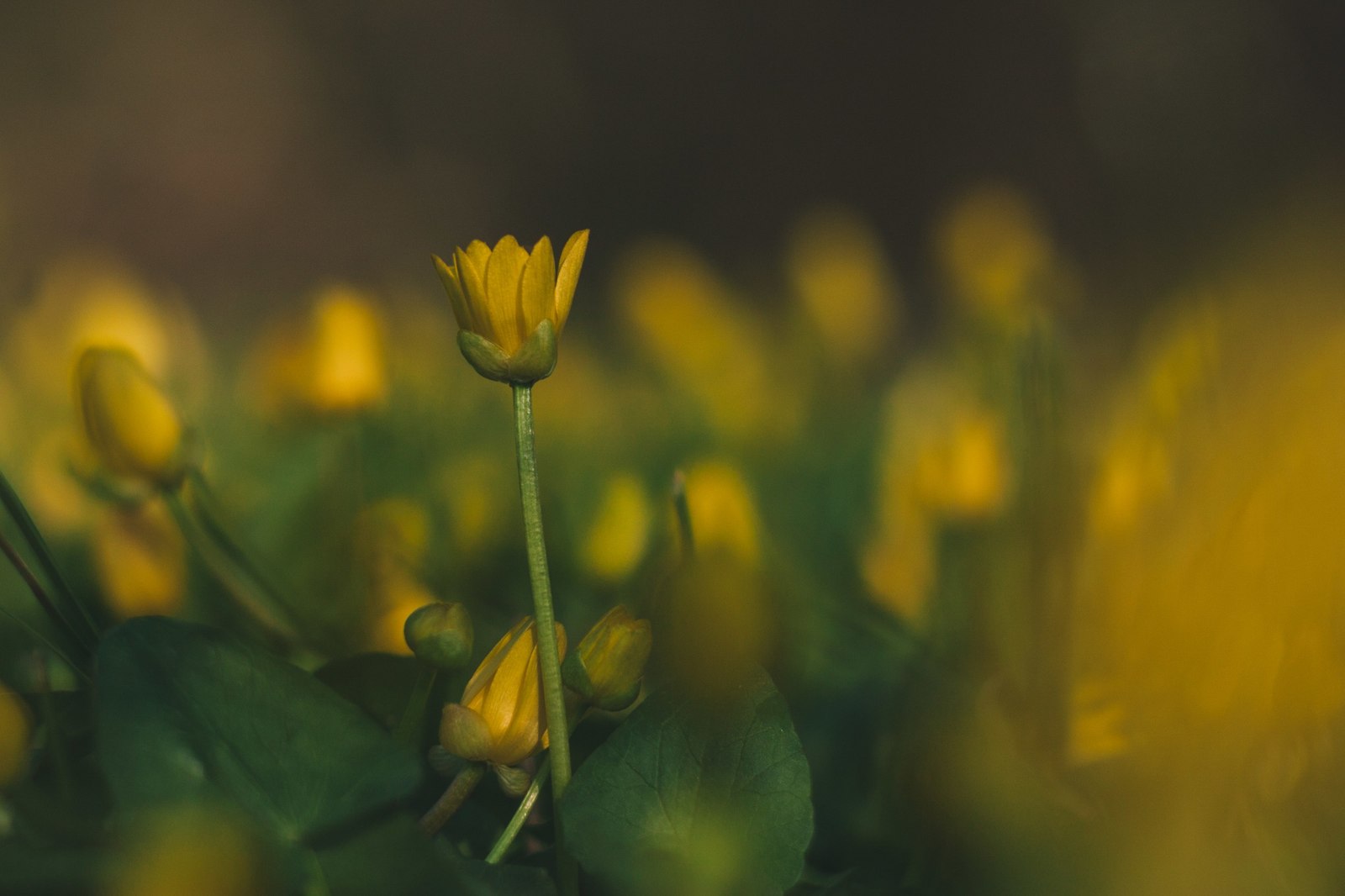 Buttercup spring - My, My, The photo, Landscape, Nature, Longpost, Flowers, Plants, Wildflowers