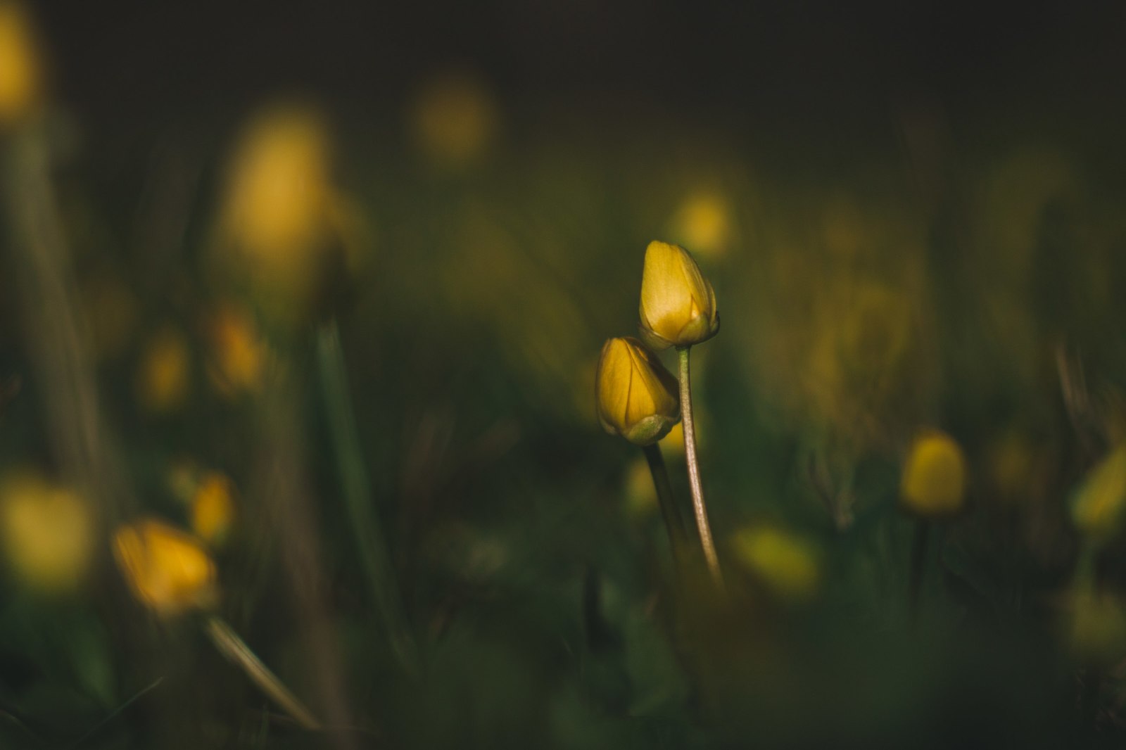 Buttercup spring - My, My, The photo, Landscape, Nature, Longpost, Flowers, Plants, Wildflowers