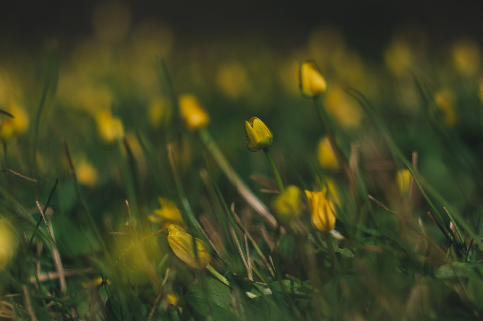 Buttercup spring - My, My, The photo, Landscape, Nature, Longpost, Flowers, Plants, Wildflowers