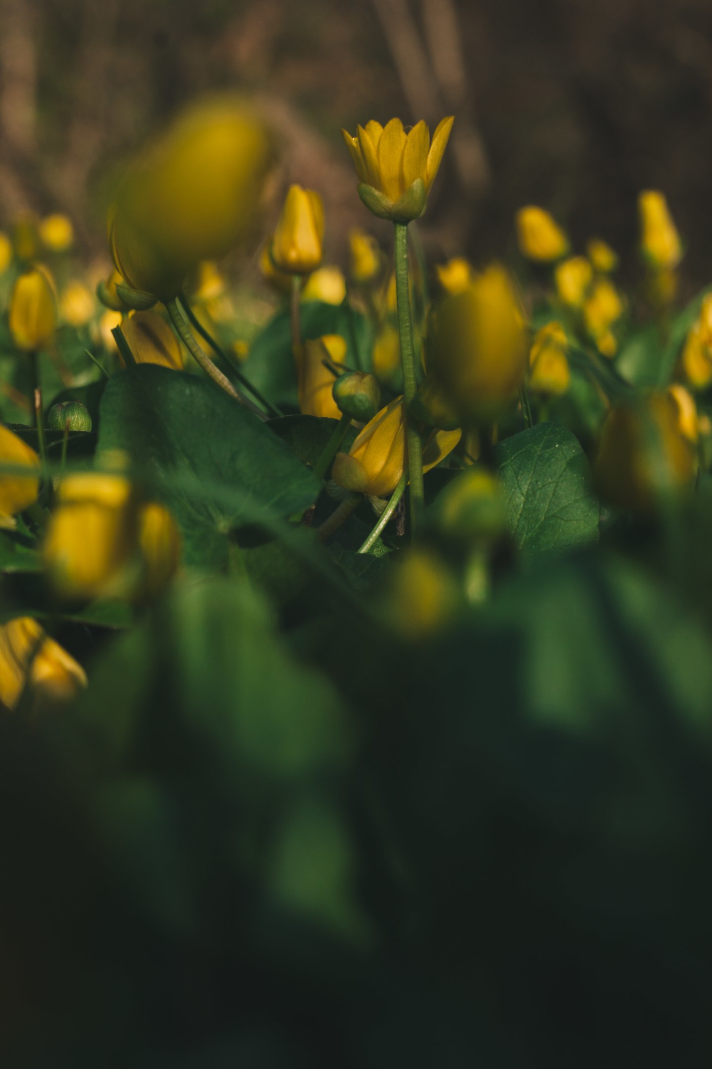 Buttercup spring - My, My, The photo, Landscape, Nature, Longpost, Flowers, Plants, Wildflowers