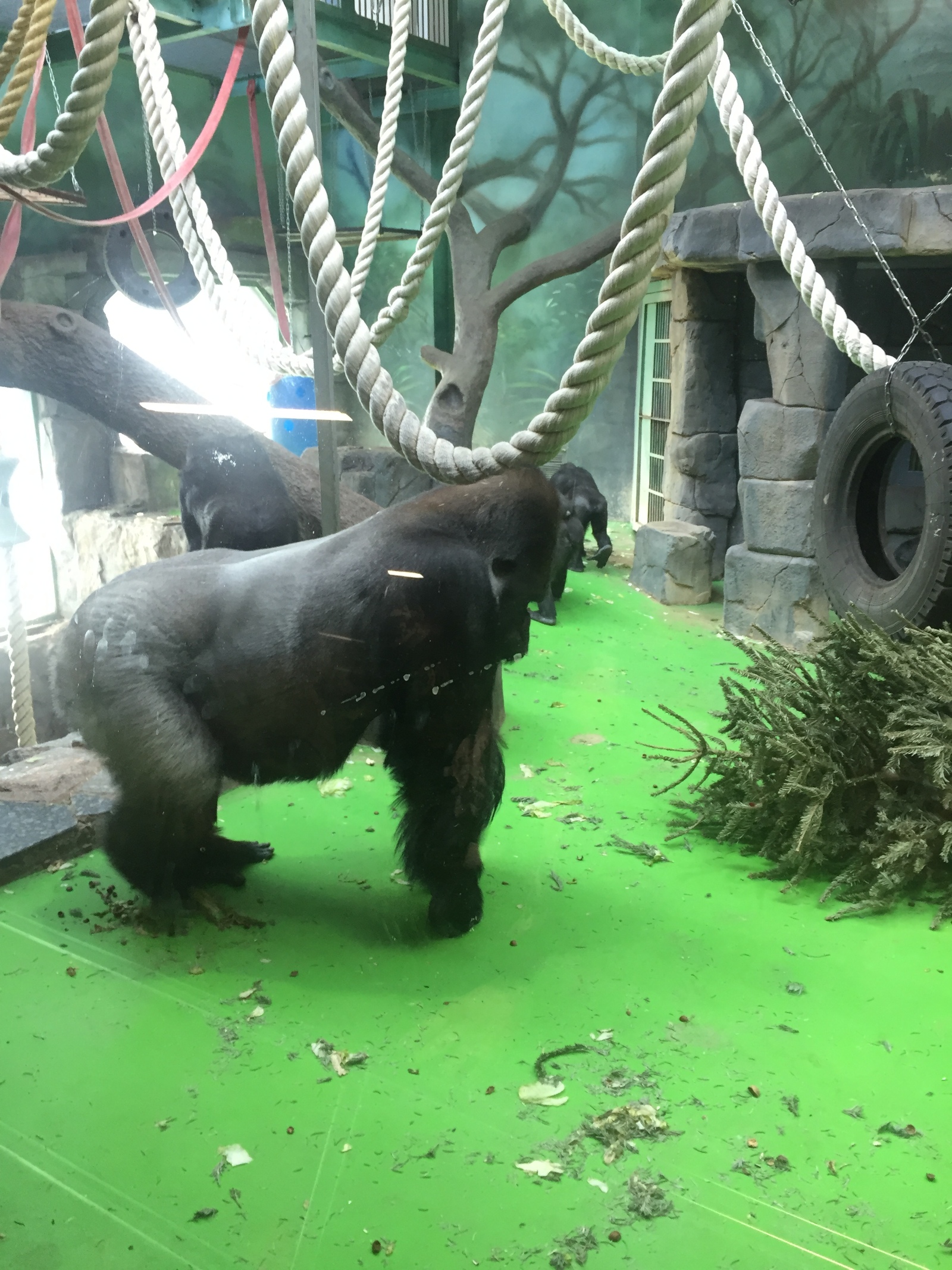 All is well with Vizuri! - My, Moscow, Moscow Zoo, , Gorilla, , Video, Longpost