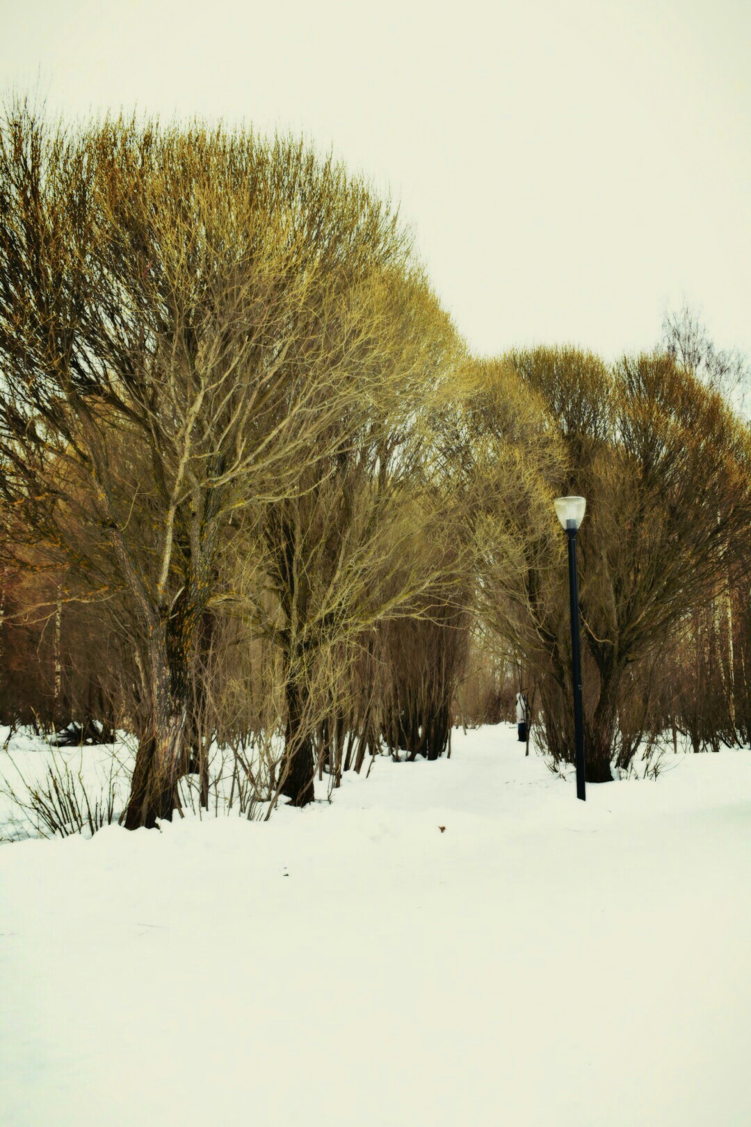 Walk in the park. Spring) - My, Beginning photographer, Nikon d3400, Macro, The park, Longpost, Macro photography