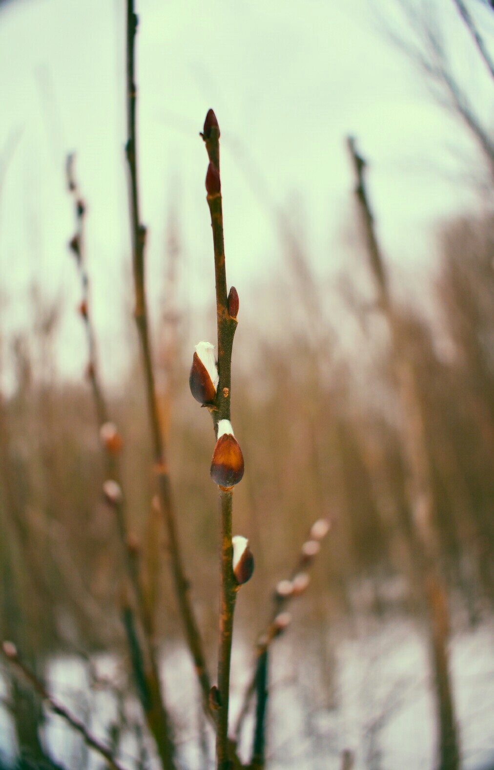 Walk in the park. Spring) - My, Beginning photographer, Nikon d3400, Macro, The park, Longpost, Macro photography