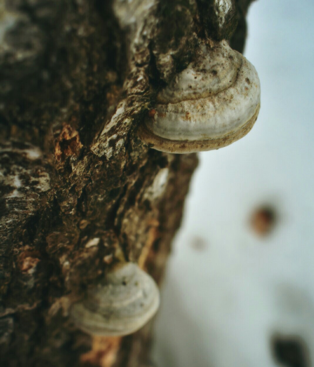 Walk in the park. Spring) - My, Beginning photographer, Nikon d3400, Macro, The park, Longpost, Macro photography