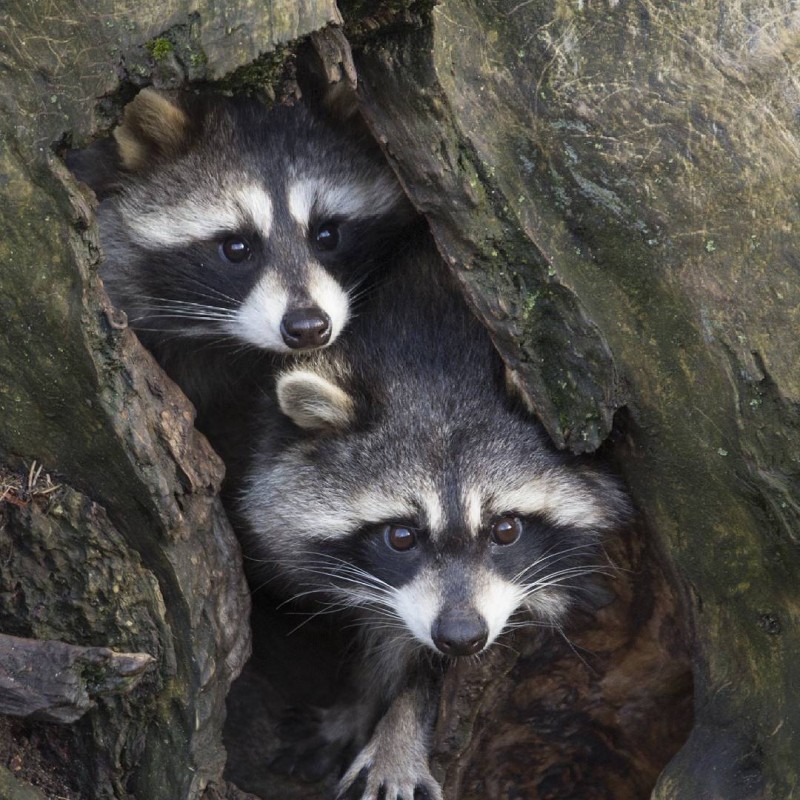 KALININGRAD ZOO MADE RACCOONS HAPPY BY INSTALLING A BIG TREE IN THE aviary - Raccoon, , Animals, Kindness, Milota, Humor, Zoo, Longpost