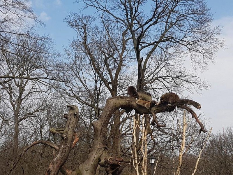 KALININGRAD ZOO MADE RACCOONS HAPPY BY INSTALLING A BIG TREE IN THE aviary - Raccoon, , Animals, Kindness, Milota, Humor, Zoo, Longpost