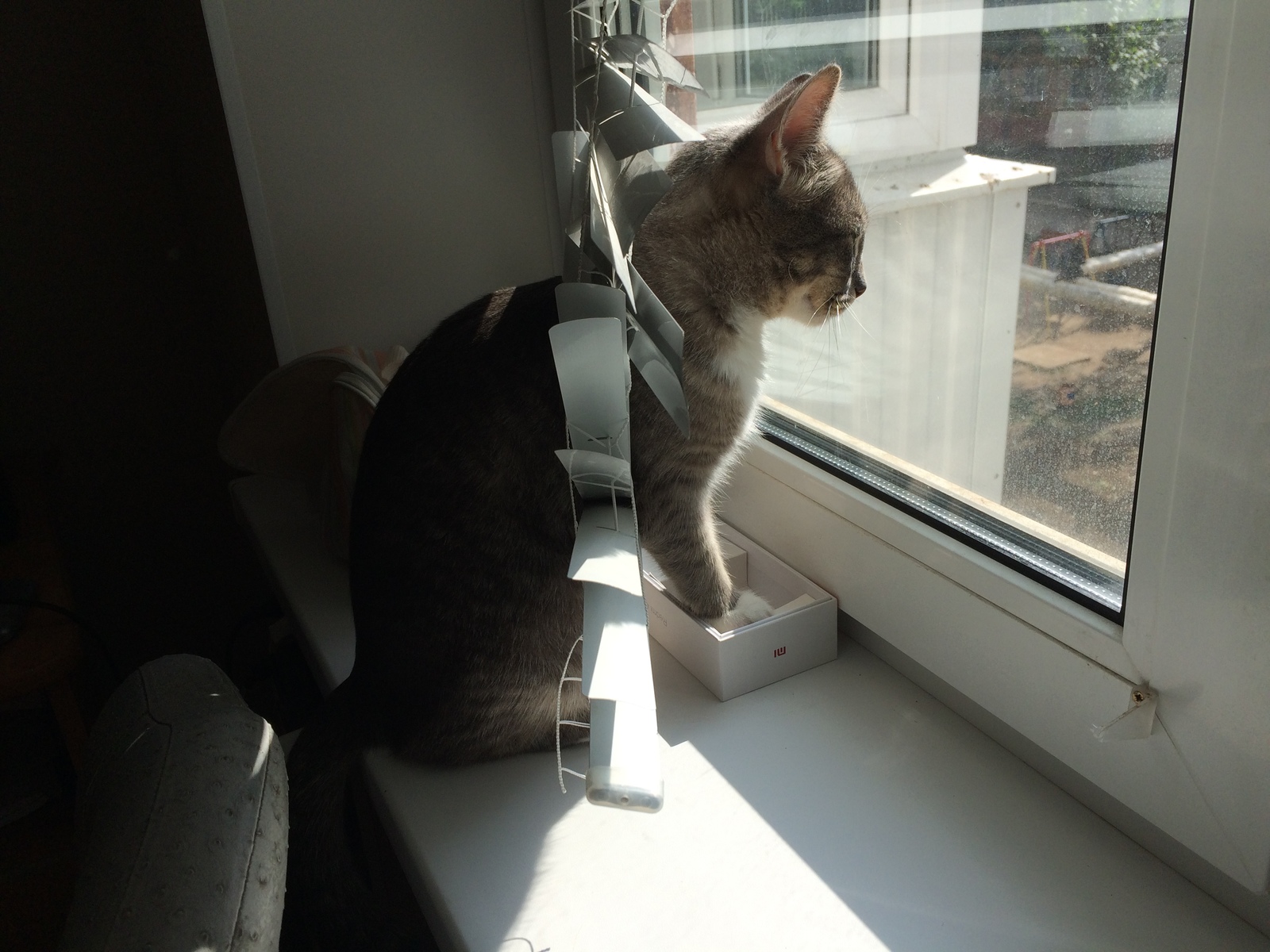 - Blinds... What kind of blinds?!.. - My, cat, Chunya, Blinds, Longpost