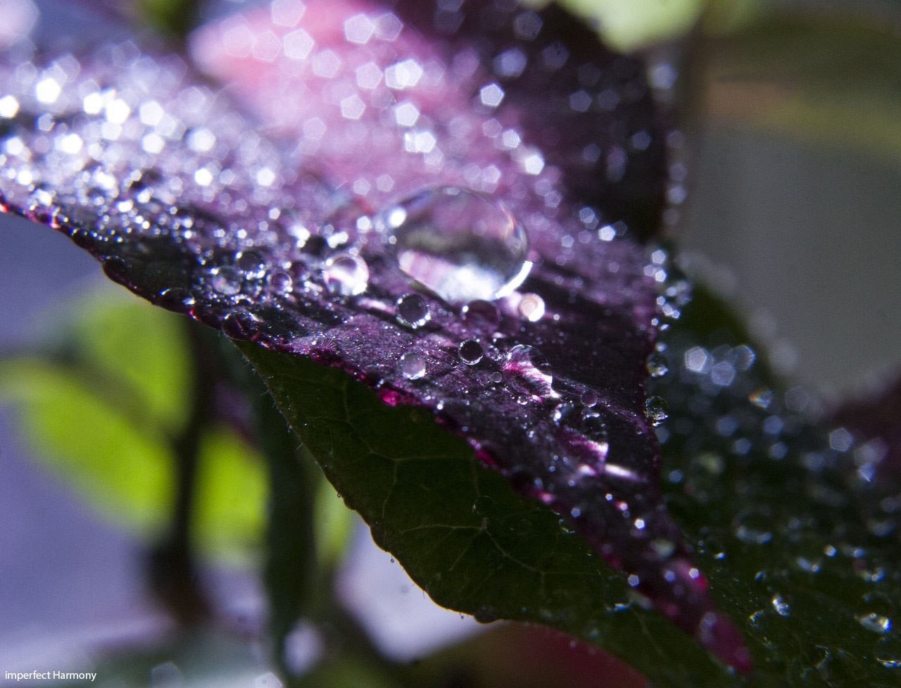 on my window) - My, The photo, Macro, Beginning photographer, Flowers, My, Longpost, Macro photography