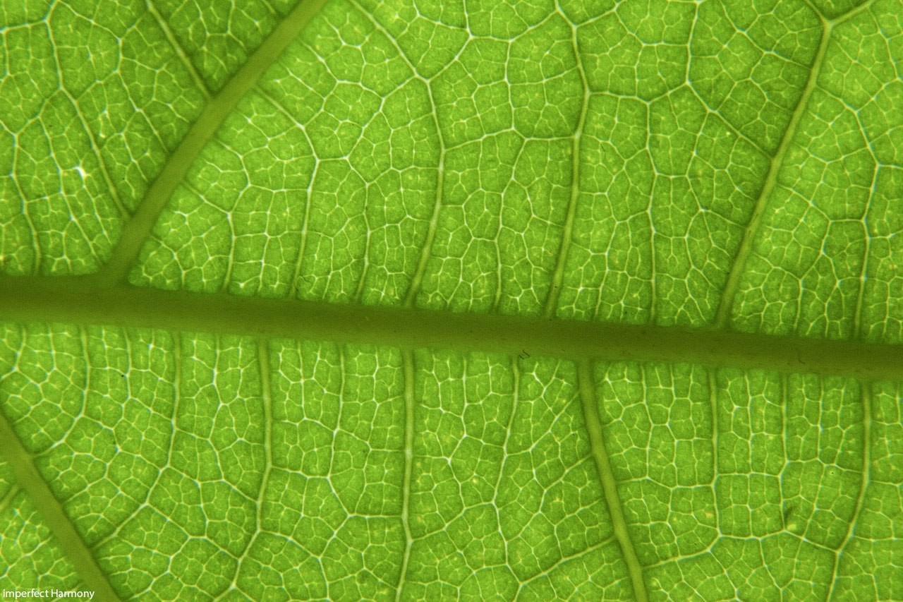 on my window) - My, The photo, Macro, Beginning photographer, Flowers, My, Longpost, Macro photography