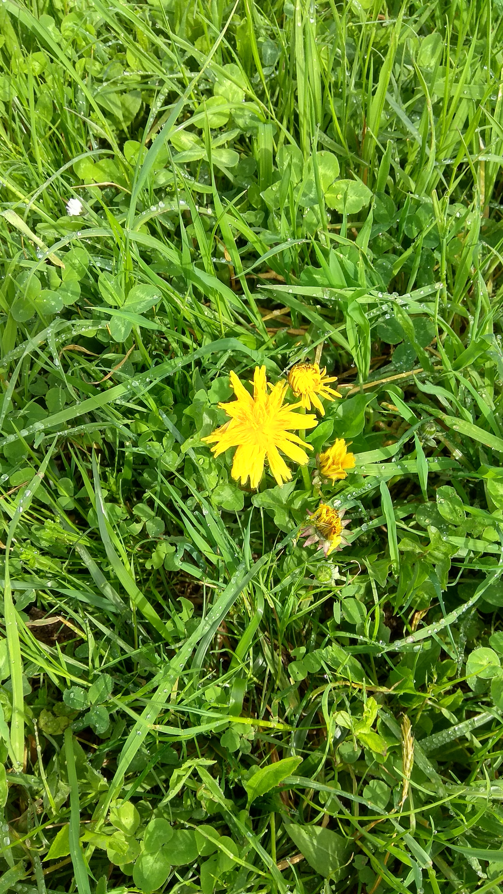 Fields in Italy and some flowers again - Field, Flowers, Flower, Italy, Longpost