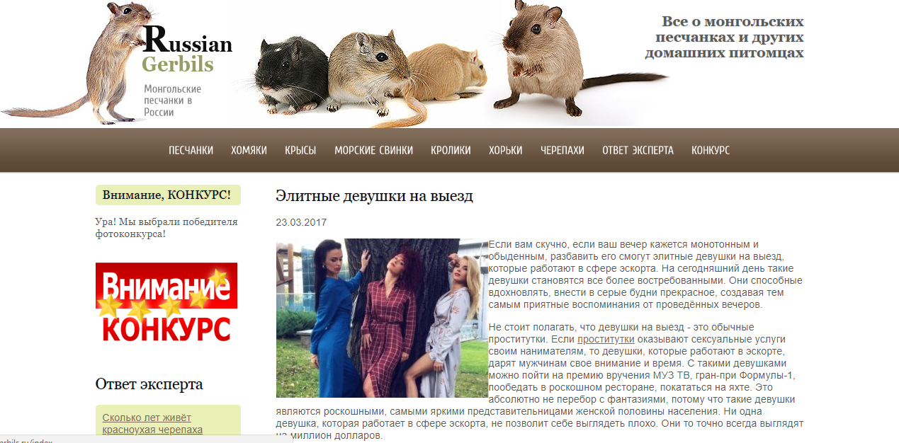 When you were looking for information about hamsters, but you find something completely different... - My, Hamster, Site, Surprise, Escort, Article