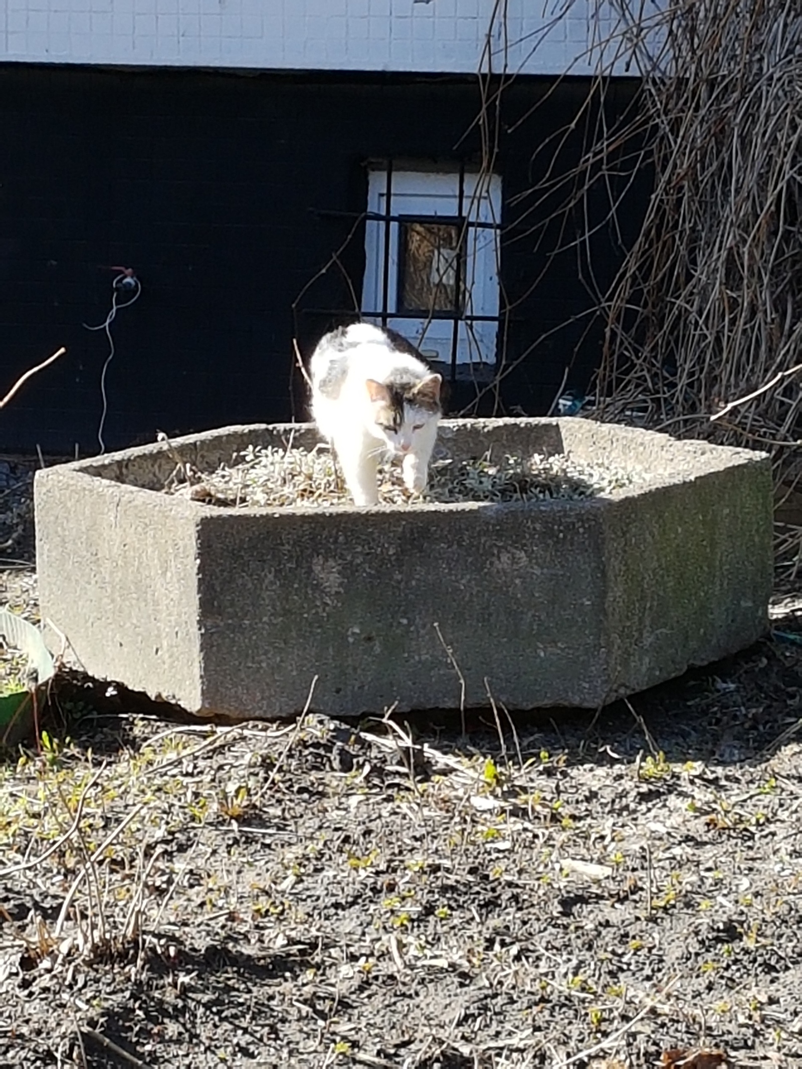 Spring has come, the first seals began to hatch from the flower beds - My, Spring, cat, Flower bed, Catomafia, Longpost