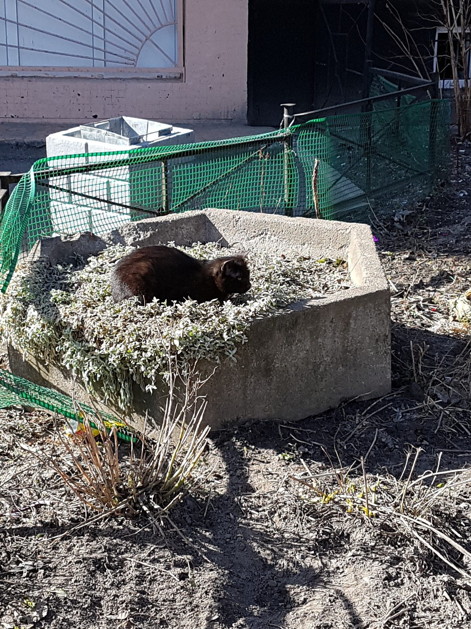 Spring has come, the first seals began to hatch from the flower beds - My, Spring, cat, Flower bed, Catomafia, Longpost