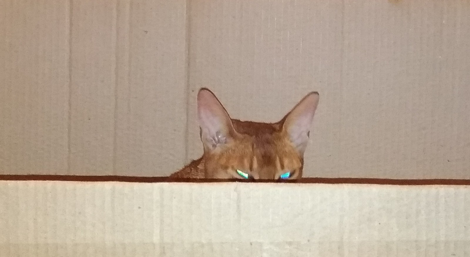 Confinement chamber for a cat. - My, cat, Abyssinian cat, Vet, cat house, Bullpen, Life hack, Longpost