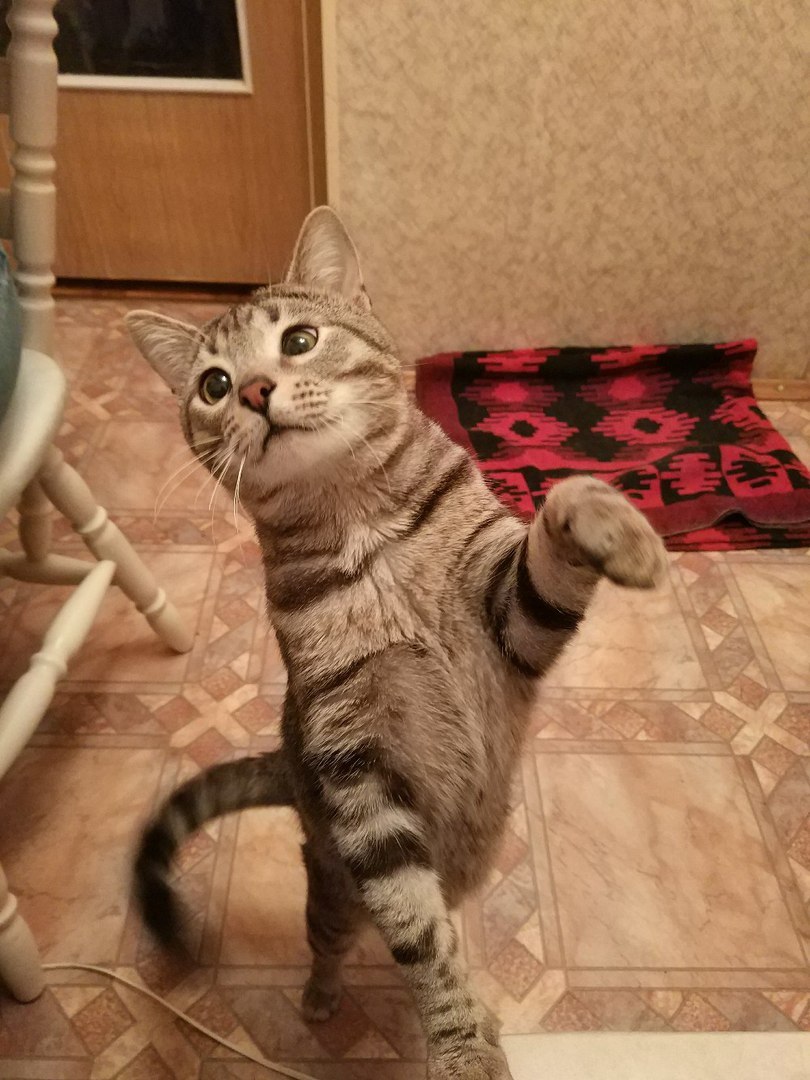 The cat is looking for a home! - My, cat, In good hands, I will give the cat for free, Help, Moscow, Moscow region, Longpost, No rating