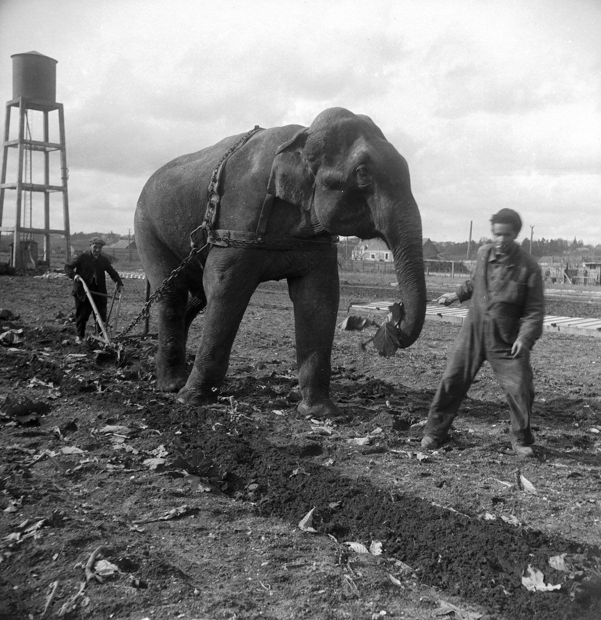 История в фотографиях. ч.3 - История, Лига историков, Фотография, Интересное, Длиннопост