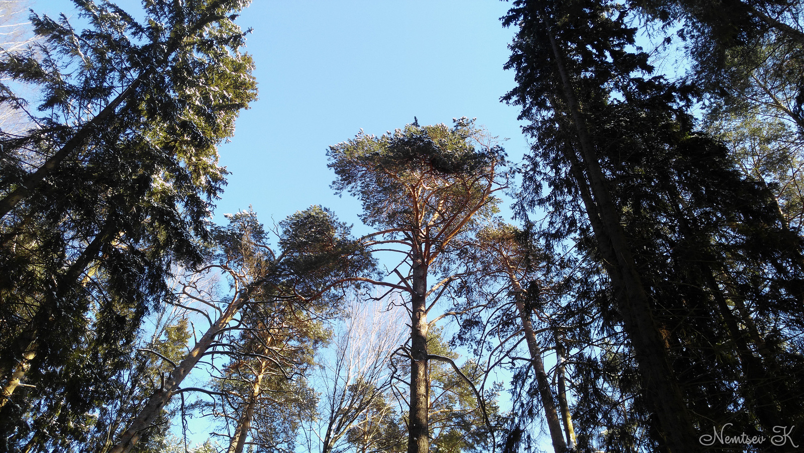 Memories of winter - My, Mari El, Rhuem, Pine Forest, Winter, March, Video, Longpost